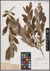 Foto von Salix cinerea L.